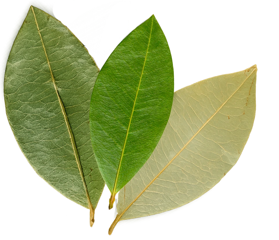 hoja de coca natural Herbal Heritage en Colombia