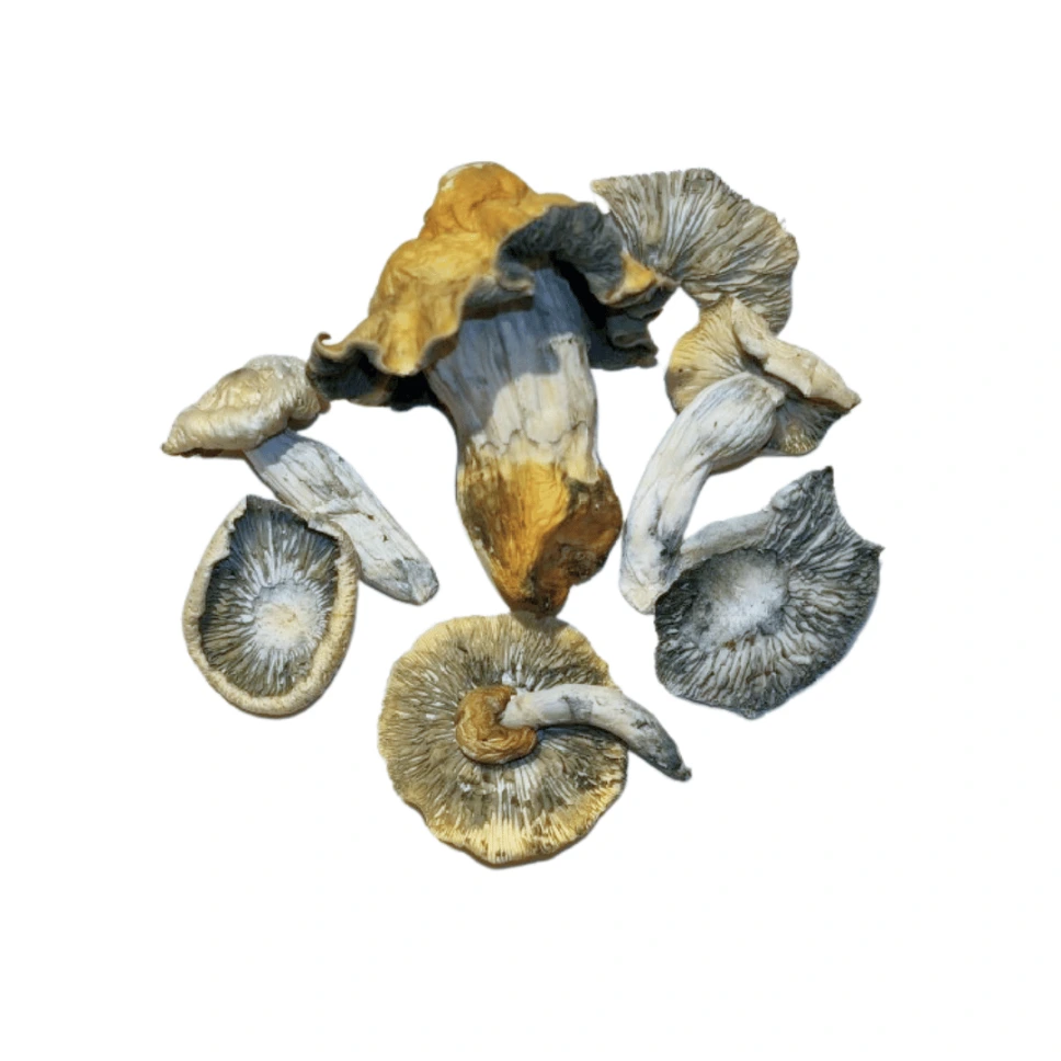 Psilocybe Bluemoon