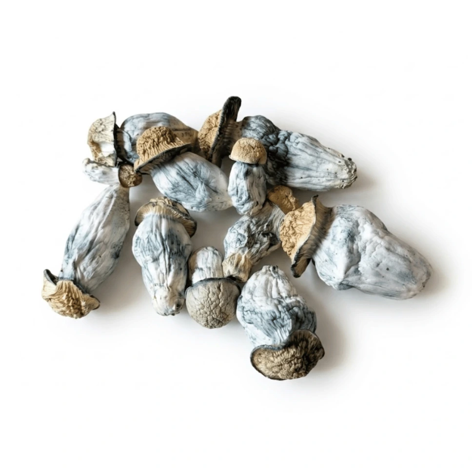 Psilocybe Bluemoon