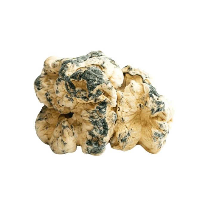 Psilocybe Enigma