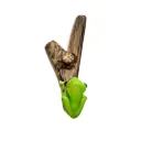 Kuripe Madera con Tótem Rana y Bejuco de Yagé