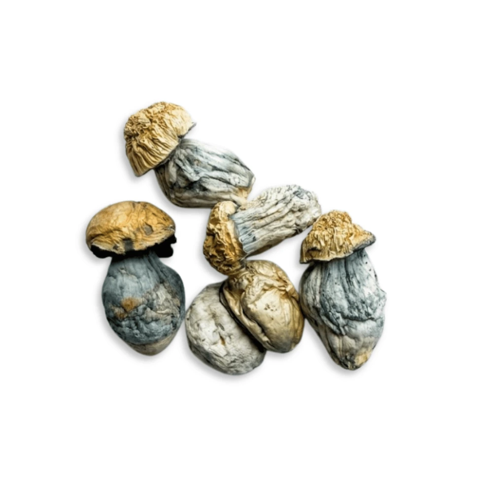 Psilocybe Albino Makilla Gorilla