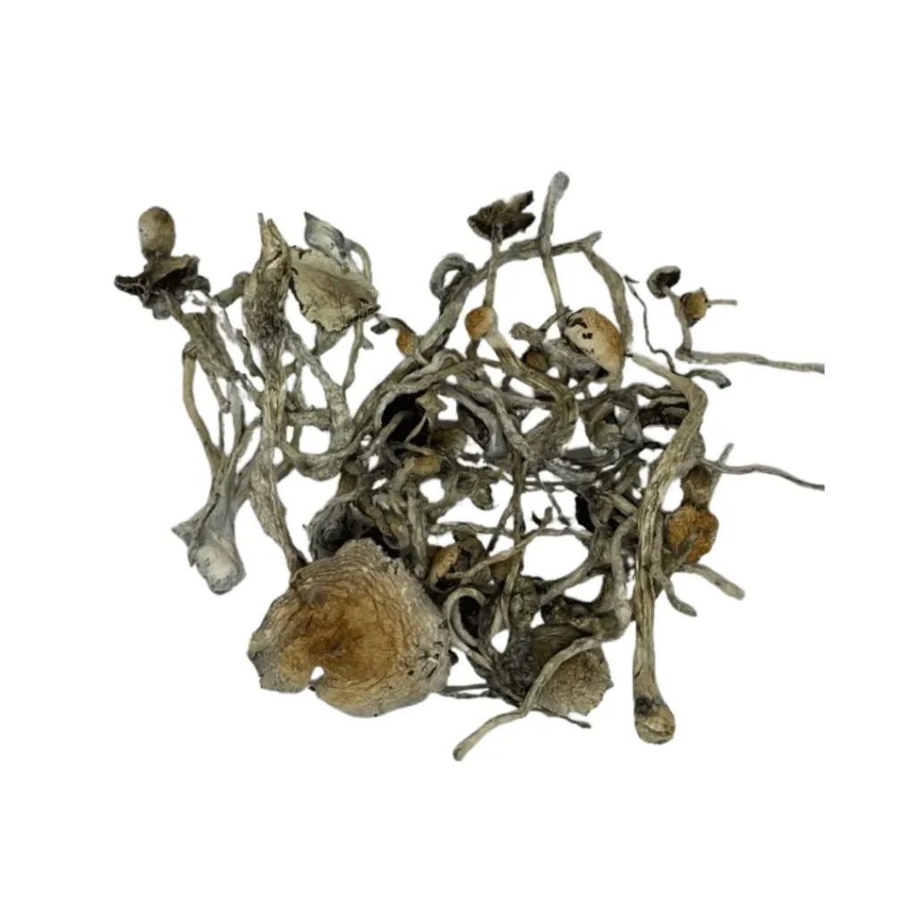 Psilocybe Natalensis