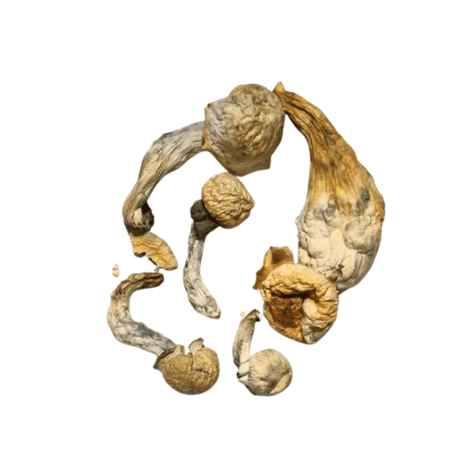 Psilocybe Nutcraker