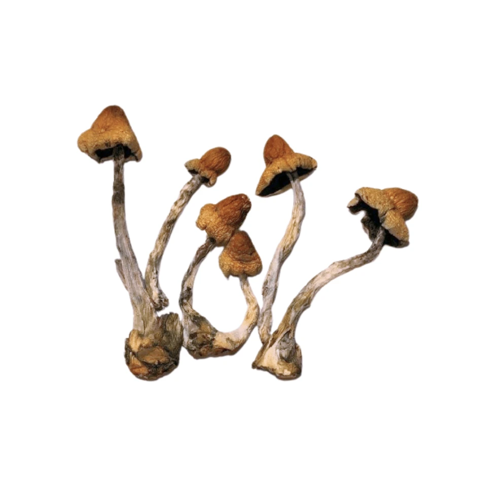 Psilocybe Penis Envy